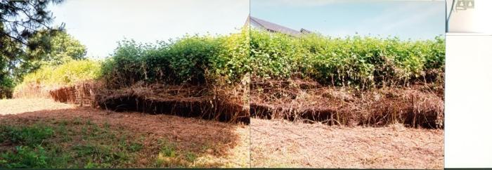 Portland Land Clearing Contractor. . . . .Extreme Blackberry Brush Clearing. .(503)593-9826