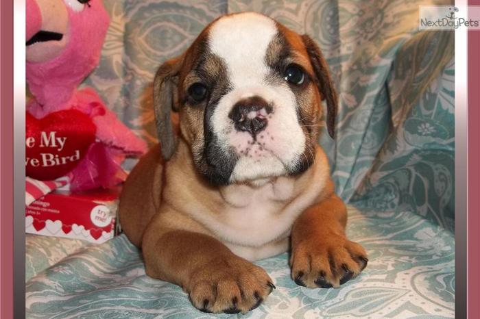 Precious Female English Bulldog Puppy