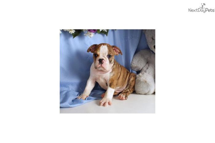 Preston - 3/4 English Bulldog puppy for sale