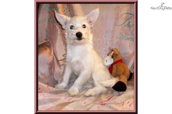 Pretty Female West Highland Terrier Pup