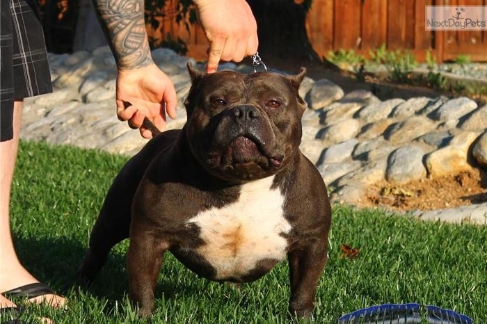 *Princess* Short and wide pocket Bully pit female