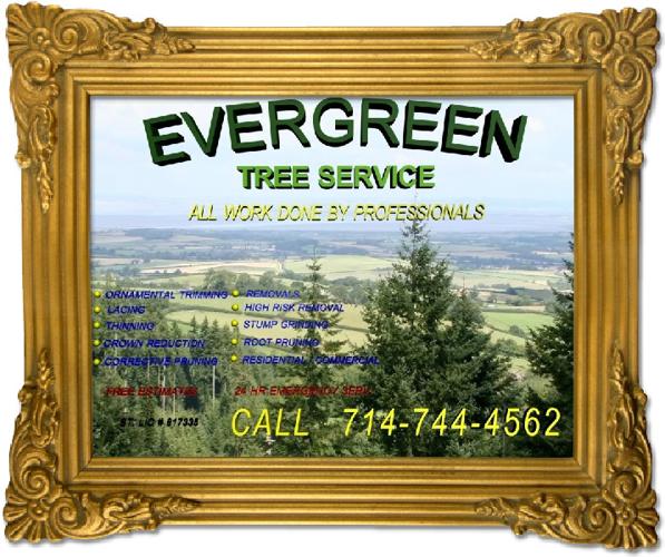 Professional licensed/ bonded tree service tree trimming tree removal free estimates
