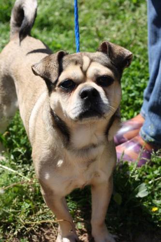 Pug Mix: An adoptable dog in Decatur, GA