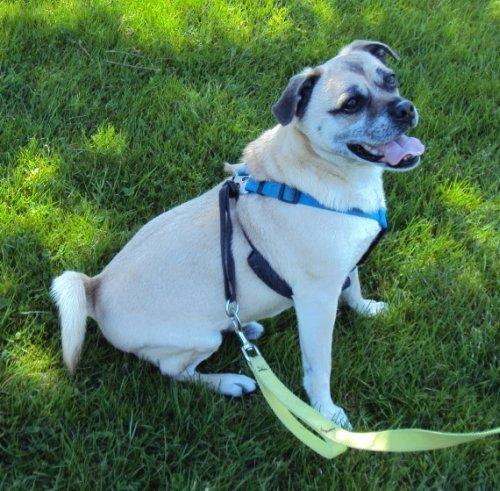 Pug/Beagle Mix: An adoptable dog in Lafayette, NJ