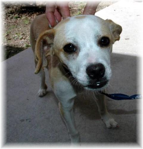 Pug/Chihuahua Mix: An adoptable dog in Merced, CA