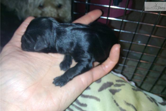puppy born 1/25/13