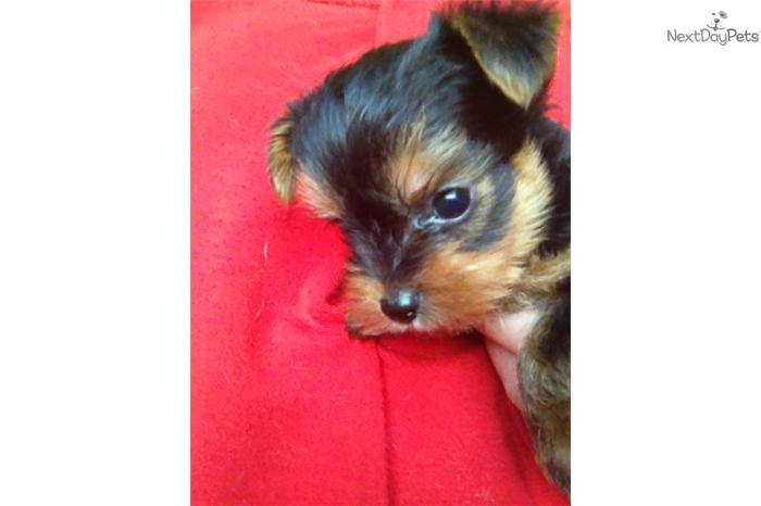 Puppy Ridge James