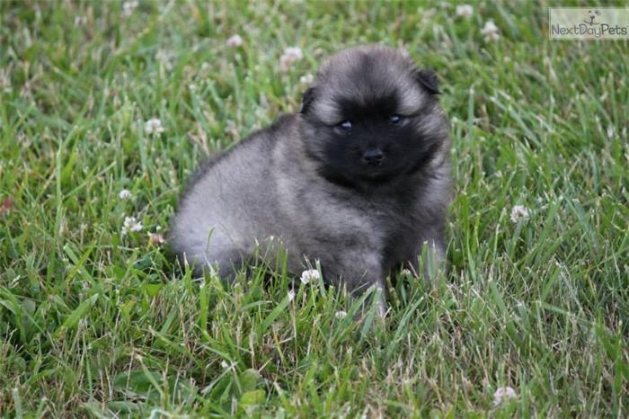 Pure Bred Female Keeshond Puppies in PA