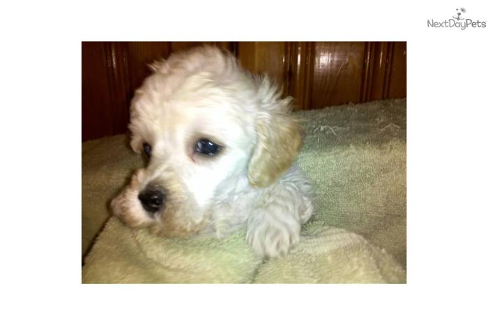 Purebred White Male Toy Poodle