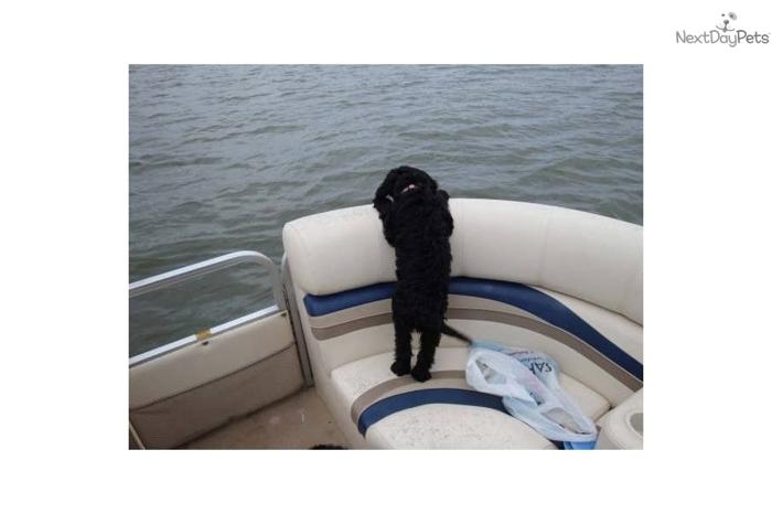 PWD Sea Dog Pirate Puppy