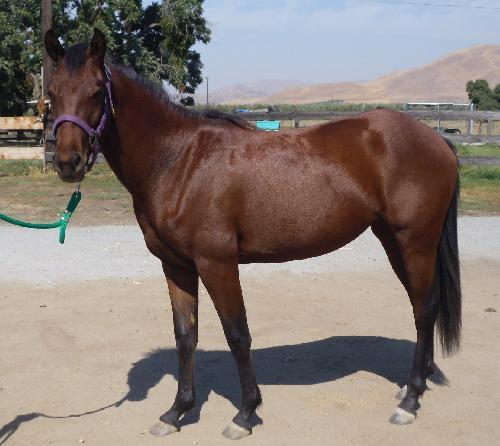 Quarterhorse Mix: An adoptable horse in Visalia, CA