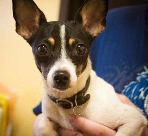 Rat Terrier: An adoptable dog in Bowling Green, KY