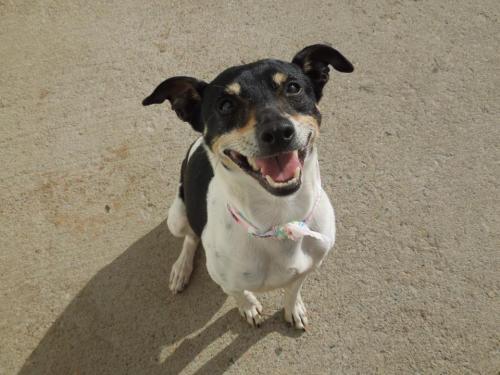 Rat Terrier: An adoptable dog in Fort Collins, CO