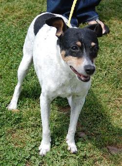 Rat Terrier: An adoptable dog in Franklin, TN