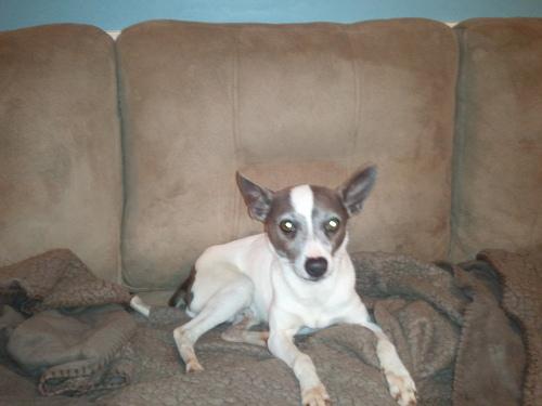 Rat Terrier Mix: An adoptable dog in Greenville, NC