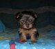 register teacup yorkshire terrier puppies for adoption