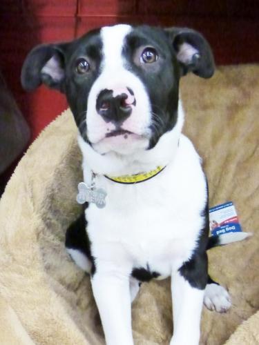 Retriever/Terrier Mix: An adoptable dog in Detroit, MI