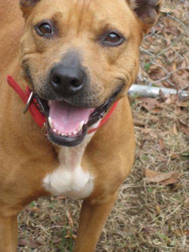 Rhodesian Ridgeback Mix: An adoptable dog in Charlotte, NC