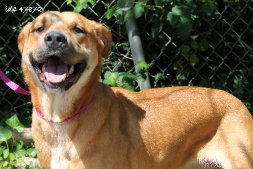 Rhodesian Ridgeback Mix: An adoptable dog in Decatur, GA