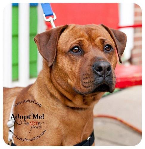 Rottweiler/Boxer Mix: An adoptable dog in Frederick, MD
