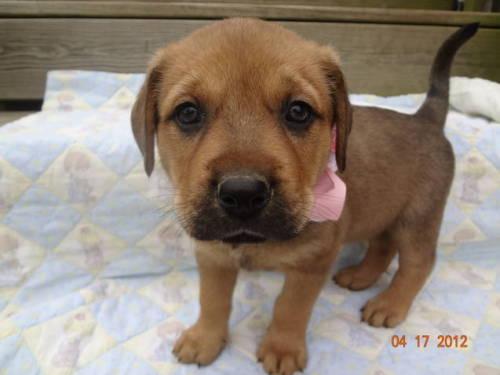 Rottweiler/Shepherd Mix: An adoptable dog in Lexington, KY