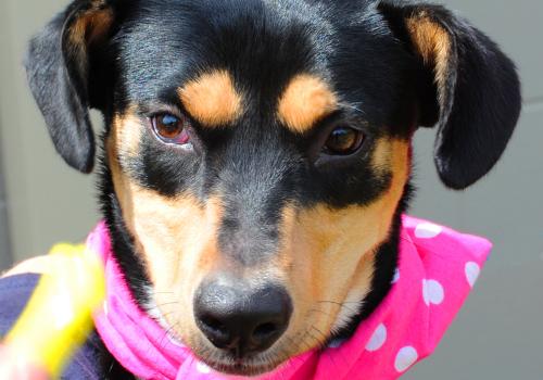 Rottweiler/Shepherd Mix: An adoptable dog in Louisville, KY