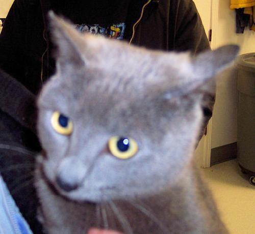 Russian Blue Mix: An adoptable cat in Redding, CA
