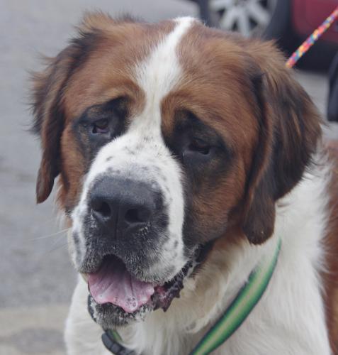 Saint Bernard St. Bernard: An adoptable dog in Youngstown, OH