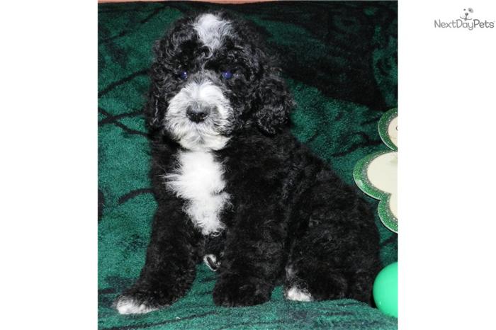 Scamp - The F1B Sheepadoodle