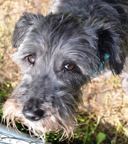 Schnauzer Mix: An adoptable dog in Lewiston, ID