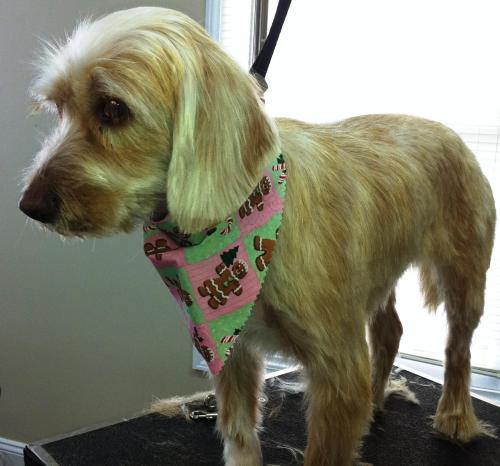 Schnauzer/Cocker Spaniel Mix: An adoptable dog in Lafayette, IN