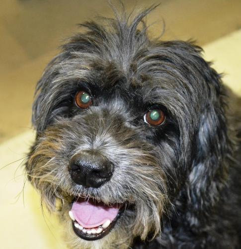 Schnauzer/Cocker Spaniel Mix: An adoptable dog in Lewiston, ID