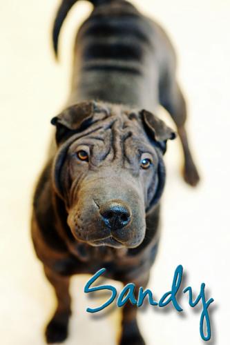 Shar Pei: An adoptable dog in Bowling Green, OH