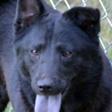 Shar Pei Mix: An adoptable dog in Brunswick, ME