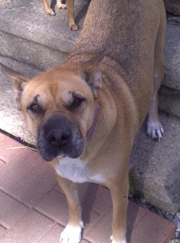 Shar Pei/Boxer Mix: An adoptable dog in Youngstown, OH