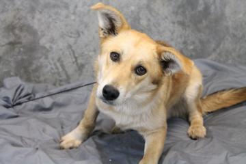 Shepherd Mix: An adoptable dog in Greenville, SC