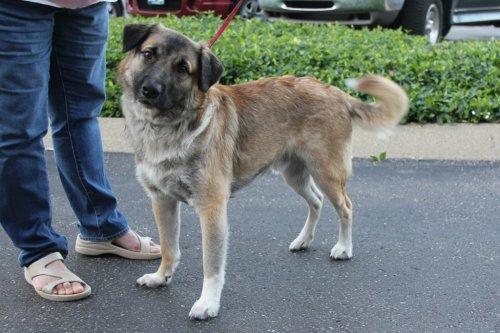 Shepherd Mix: An adoptable dog in Louisville, KY