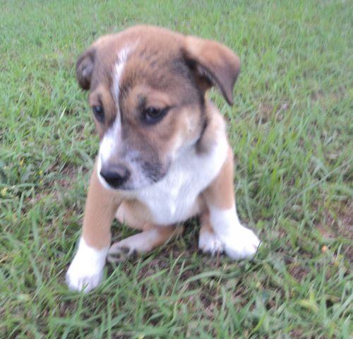 Shepherd Mix: An adoptable dog in Tallahassee, FL