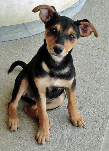 Shepherd/Husky Mix: An adoptable dog in Wilmington, OH