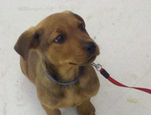 Shepherd/Labrador Retriever Mix: An adoptable dog in Youngstown, OH