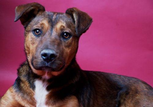 Shepherd/Mountain Cur Mix: An adoptable dog in Florence, AL