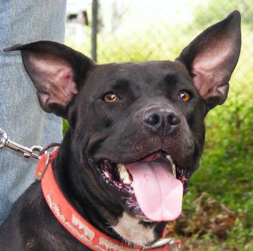 Shepherd/Pit Bull Terrier Mix: An adoptable dog in Memphis, TN