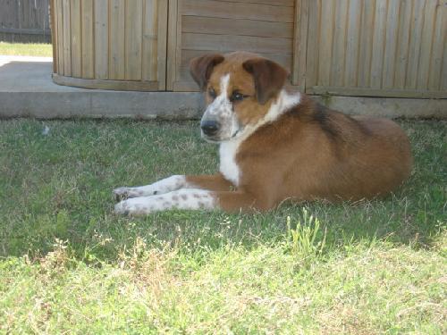 Shepherd/Terrier Mix: An adoptable dog in Memphis, TN