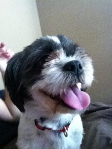 Shih Tzu: An adoptable dog in Columbia, MO