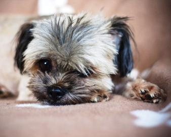Shih Tzu: An adoptable dog in Fort Myers, FL
