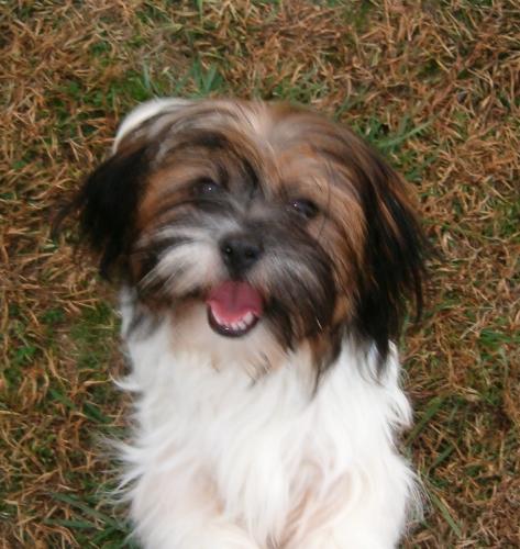 Shih Tzu Mix: An adoptable dog in Louisville, KY