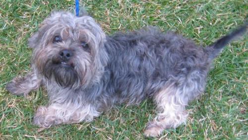 Shih Tzu/Cairn Terrier Mix: An adoptable dog in Wilmington, OH