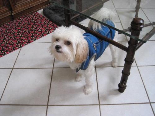 Shih Tzu/Maltese Mix: An adoptable dog in Wilmington, NC