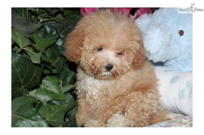 Shihpoo Adorable puppy