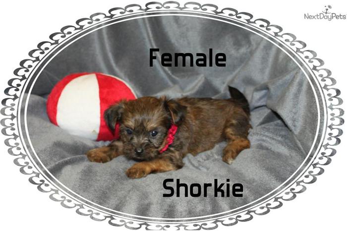 Shorkie Puppies for Sale
